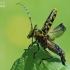 Raštuotasis drebulenis - Saperda scalaris | Fotografijos autorius : Arūnas Eismantas | © Macronature.eu | Macro photography web site