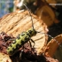 Ladder-marked longhorn beetle - Saperda scalaris | Fotografijos autorius : Algirdas Vilkas | © Macronature.eu | Macro photography web site