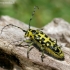 Ladder-marked longhorn beetle - Saperda scalaris | Fotografijos autorius : Rasa Gražulevičiūtė | © Macronature.eu | Macro photography web site