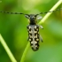 Ladder-marked longhorn beetle - Saperda scalaris | Fotografijos autorius : Romas Ferenca | © Macronature.eu | Macro photography web site