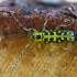 Ladder-marked longhorn beetle - Saperda scalaris | Fotografijos autorius : Zita Gasiūnaitė | © Macronature.eu | Macro photography web site