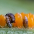 Ladybird beetle - Coccinellidae sp. | Fotografijos autorius : Eglė Vičiuvienė | © Macronature.eu | Macro photography web site