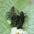 Ladybird beetle's larvae ? | Fotografijos autorius : Vidas Brazauskas | © Macronature.eu | Macro photography web site