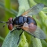 Ladybird fly - Gymnosoma rotundatum ♀ | Fotografijos autorius : Žilvinas Pūtys | © Macronature.eu | Macro photography web site