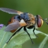 Ladybird fly - Gymnosoma rotundatum ♂ | Fotografijos autorius : Žilvinas Pūtys | © Macronature.eu | Macro photography web site