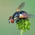 Ladybird fly - Gymnosoma rotundatum  | Fotografijos autorius : Gintautas Steiblys | © Macronature.eu | Macro photography web site