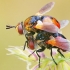 Ladybird fly - Gymnosoma rotundatum | Fotografijos autorius : Gintautas Steiblys | © Macronature.eu | Macro photography web site