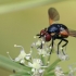 Ladybird fly - Gymnosoma rotundatum | Fotografijos autorius : Gintautas Steiblys | © Macronature.eu | Macro photography web site