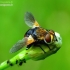 Ladybird fly - Gymnosoma rotundatum | Fotografijos autorius : Romas Ferenca | © Macronature.eu | Macro photography web site