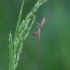 Laibasis storažandis - Tetragnatha extensa ♀ | Fotografijos autorius : Žilvinas Pūtys | © Macrogamta.lt | Šis tinklapis priklauso bendruomenei kuri domisi makro fotografija ir fotografuoja gyvąjį makro pasaulį.