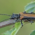 Laibavabalis - Anogcodes melanurus ♂ | Fotografijos autorius : Gintautas Steiblys | © Macrogamta.lt | Šis tinklapis priklauso bendruomenei kuri domisi makro fotografija ir fotografuoja gyvąjį makro pasaulį.