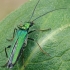 Laibavabalis - Oedemera nobilis, patelė | Fotografijos autorius : Gintautas Steiblys | © Macrogamta.lt | Šis tinklapis priklauso bendruomenei kuri domisi makro fotografija ir fotografuoja gyvąjį makro pasaulį.