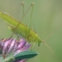 Lakštasparnis pjūklius - Phaneroptera falcata | Fotografijos autorius : Gintautas Steiblys | © Macrogamta.lt | Šis tinklapis priklauso bendruomenei kuri domisi makro fotografija ir fotografuoja gyvąjį makro pasaulį.