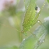 Lakštasparnis pjūklius - Phaneroptera falcata | Fotografijos autorius : Agnė Našlėnienė | © Macrogamta.lt | Šis tinklapis priklauso bendruomenei kuri domisi makro fotografija ir fotografuoja gyvąjį makro pasaulį.