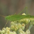 Lakštasparnis pjūklius - Phaneroptera falcata ♂ | Fotografijos autorius : Gintautas Steiblys | © Macrogamta.lt | Šis tinklapis priklauso bendruomenei kuri domisi makro fotografija ir fotografuoja gyvąjį makro pasaulį.