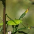 Lakštasparnis pjūklius - Phaneroptera phalcata | Fotografijos autorius : Dalia Račkauskaitė | © Macrogamta.lt | Šis tinklapis priklauso bendruomenei kuri domisi makro fotografija ir fotografuoja gyvąjį makro pasaulį.
