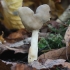 Lanksčioji alvytė - Helvella elastica | Fotografijos autorius : Vytautas Gluoksnis | © Macrogamta.lt | Šis tinklapis priklauso bendruomenei kuri domisi makro fotografija ir fotografuoja gyvąjį makro pasaulį.