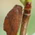 Lapasparnis - Drepanepteryx phalaenoides | Fotografijos autorius : Gintautas Steiblys | © Macrogamta.lt | Šis tinklapis priklauso bendruomenei kuri domisi makro fotografija ir fotografuoja gyvąjį makro pasaulį.
