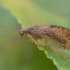 Lapasparnis - Micromus angulatus ♂ | Fotografijos autorius : Žilvinas Pūtys | © Macrogamta.lt | Šis tinklapis priklauso bendruomenei kuri domisi makro fotografija ir fotografuoja gyvąjį makro pasaulį.