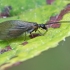 Lapasparnis - Sympherobius fuscescens | Fotografijos autorius : Gintautas Steiblys | © Macrogamta.lt | Šis tinklapis priklauso bendruomenei kuri domisi makro fotografija ir fotografuoja gyvąjį makro pasaulį.