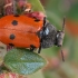 Klitra - Lachnaia tristigma | Fotografijos autorius : Gintautas Steiblys | © Macrogamta.lt | Šis tinklapis priklauso bendruomenei kuri domisi makro fotografija ir fotografuoja gyvąjį makro pasaulį.