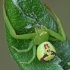 Triskiautis žiedulis - Ebrechtella tricuspidata | Fotografijos autorius : Gintautas Steiblys | © Macrogamta.lt | Šis tinklapis priklauso bendruomenei kuri domisi makro fotografija ir fotografuoja gyvąjį makro pasaulį.