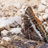 Charaxes jasius | Fotografijos autorius : Vaida Paznekaitė | © Macrogamta.lt | Šis tinklapis priklauso bendruomenei kuri domisi makro fotografija ir fotografuoja gyvąjį makro pasaulį.