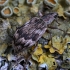 Lapinukas - Polydrusus tereticollis | Fotografijos autorius : Kazimieras Martinaitis | © Macrogamta.lt | Šis tinklapis priklauso bendruomenei kuri domisi makro fotografija ir fotografuoja gyvąjį makro pasaulį.