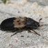 Larder Beetle - Dermestes lardarius | Fotografijos autorius : Vytautas Gluoksnis | © Macronature.eu | Macro photography web site