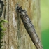 Large Birch-Bright - Taleporia tubulosa, case of caterpillar | Fotografijos autorius : Gintautas Steiblys | © Macronature.eu | Macro photography web site
