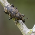 Large Pine Weevil | Hylobius abietis | Fotografijos autorius : Darius Baužys | © Macronature.eu | Macro photography web site