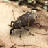 Large Pine Weevil - Hylobius abietis | Fotografijos autorius : Vytautas Tamutis | © Macronature.eu | Macro photography web site