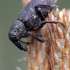 Large Pine Weevil - Hylobius abietis | Fotografijos autorius : Valdimantas Grigonis | © Macronature.eu | Macro photography web site