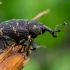 Large Pine Weevil - Hylobius abietis | Fotografijos autorius : Oskaras Venckus | © Macronature.eu | Macro photography web site