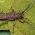 Large Poplar Borer - Saperda carcharias | Fotografijos autorius : Arūnas Eismantas | © Macronature.eu | Macro photography web site