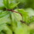 Large Red Damselfly - Pyrrhosoma nymphula | Fotografijos autorius : Darius Baužys | © Macronature.eu | Macro photography web site