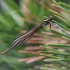 Large Red Damselfly - Pyrrhosoma nymphula | Fotografijos autorius : Agnė Našlėnienė | © Macronature.eu | Macro photography web site