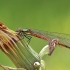 Large Red Damselfly - Pyrrhosoma nymphula | Fotografijos autorius : Agnė Našlėnienė | © Macronature.eu | Macro photography web site