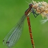 Large Red Damselfly - Pyrrhosoma nymphula | Fotografijos autorius : Gintautas Steiblys | © Macronature.eu | Macro photography web site