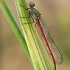 Large Red Damselfly - Pyrrhosoma nymphula | Fotografijos autorius : Gintautas Steiblys | © Macronature.eu | Macro photography web site