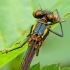 Large Red Damselfly - Pyrrhosoma nymphula | Fotografijos autorius : Darius Baužys | © Macronature.eu | Macro photography web site