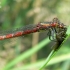 Large Red Damselfly - Pyrrhosoma nymphula | Fotografijos autorius : Deividas Makavičius | © Macronature.eu | Macro photography web site