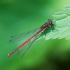 Large Red Damselfly | Fotografijos autorius : Saulius Drazdauskas | © Macronature.eu | Macro photography web site