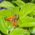 Large Skipper (Ochlodes sylvanus), male | Fotografijos autorius : Aleksandras Naryškin | © Macronature.eu | Macro photography web site