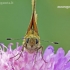 Large Skipper - Ochlodes sylvanus  | Fotografijos autorius : Darius Baužys | © Macronature.eu | Macro photography web site