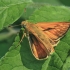 Large Skipper - Ochlodes sylvanus | Fotografijos autorius : Gintautas Steiblys | © Macronature.eu | Macro photography web site