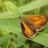 Large Skipper - Ochlodes venatus | Fotografijos autorius : Mantas Kaupys | © Macronature.eu | Macro photography web site