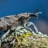 Dagilinis straubliukas - Cleonis pigra  | Fotografijos autorius : Oskaras Venckus | © Macronature.eu | Macro photography web site