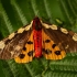 Large Tiger Moth - Arctia matronula | Fotografijos autorius : Joana Katina | © Macrogamta.lt | Šis tinklapis priklauso bendruomenei kuri domisi makro fotografija ir fotografuoja gyvąjį makro pasaulį.