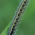 Kopūstinis baltukas - Pieris brassicae, vikšras | Fotografijos autorius : Gintautas Steiblys | © Macronature.eu | Macro photography web site